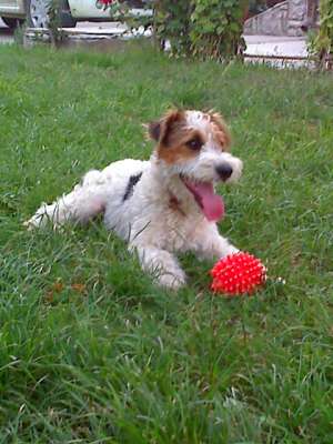 VAND CATEI DIN RASA FOX TERRIER