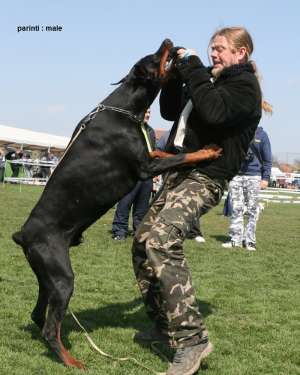 Dobermann