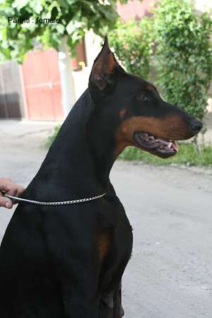 Dobermann