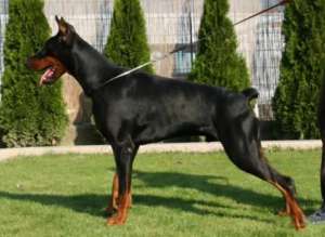 Dobermann