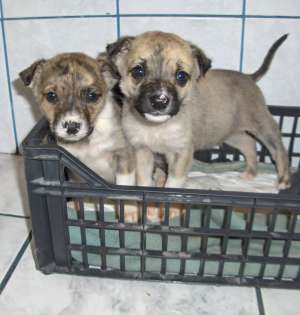 ofer catei talie mica spre adoptie