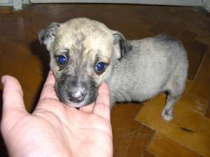 ofer catei talie mica spre adoptie