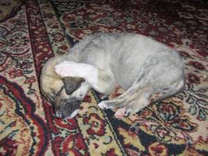 ofer catei talie mica spre adoptie