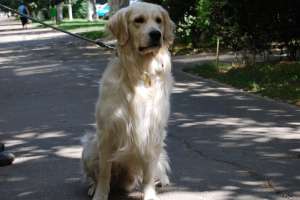 Monta Golden retriver