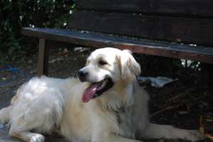 Monta Golden retriver