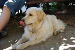 Monta Golden retriver