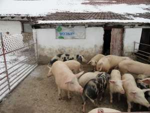 vand mascul petrain si scroafe landras gestante