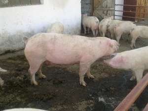 vand mascul petrain si scroafe landras gestante
