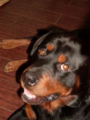 Caut femela Rottweiler pentru monta
