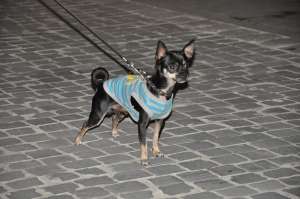 mascul chihuahua imperechere monta