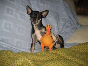 mascul chihuahua imperechere monta