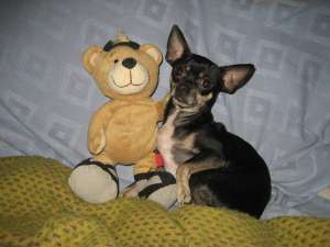 mascul chihuahua imperechere monta
