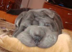 PUI SHAR-PEI CU PEDIGREE EXEMPLARE DEOSEBITE