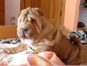 PUI SHAR-PEI CU PEDIGREE EXEMPLARE DEOSEBITE