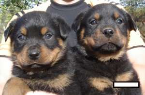 Pui Rottweiler