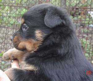 Pui Rottweiler