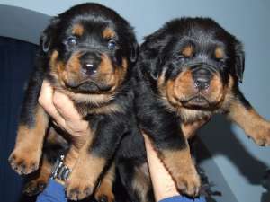 Canisa Bodyguard Force vinde cateii rottweiler