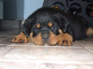Canisa Bodyguard Force vinde cateii rottweiler