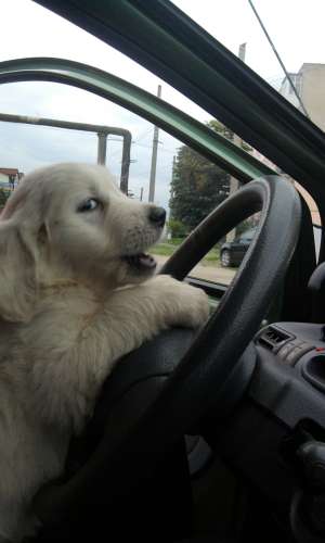 Golden retriwer de vanzare