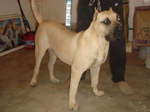Cumpar caine de rasa  Perro de presa canario pui