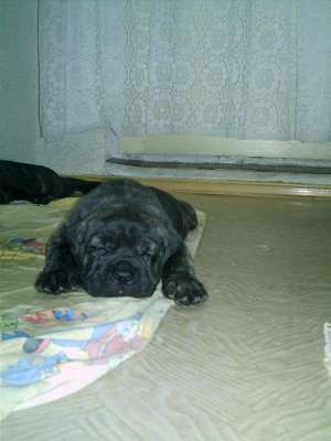 Cumpar caine de rasa  Perro de presa canario pui