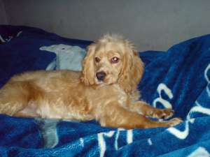 Vand Cocker Spaniel