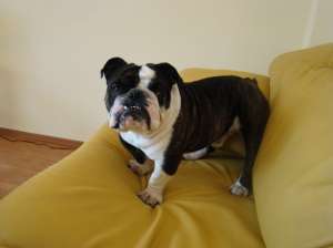 bulldog englez mascul