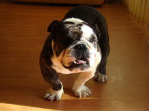 bulldog englez mascul
