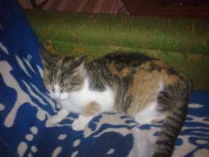 Pisica spre Adoptie