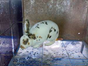 vand dalmatieni tri-color