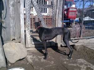 vand femele greyhound(ogar englez)