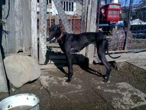 vand femele greyhound(ogar englez)