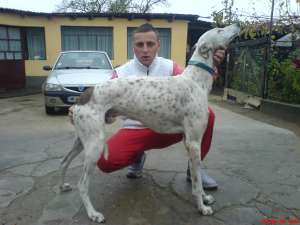 vand femele greyhound(ogar englez)