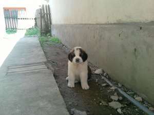 Catei saint bernard de vanzare