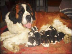 Catei saint bernard de vanzare