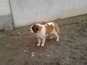 Catei saint bernard de vanzare