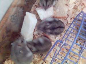 donez hamsteri