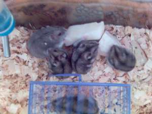 donez hamsteri