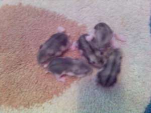 donez hamsteri