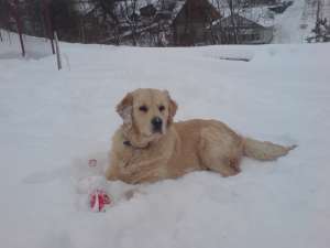 Ofer mascul Golden Retriever pentru monta