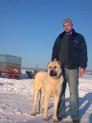 Ofer mascul Kangal pentru monta