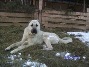 Ofer mascul Kangal pentru monta