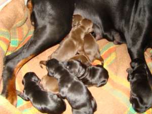 Vand pui doberman!