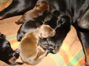 Vand pui doberman!