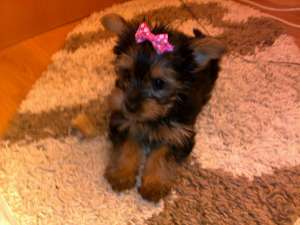 VANZARE YORKSHIRE TERRIER TOY