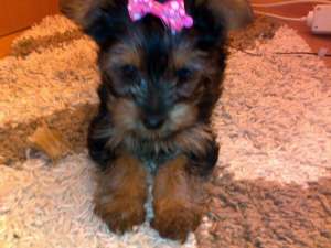 VANZARE YORKSHIRE TERRIER TOY