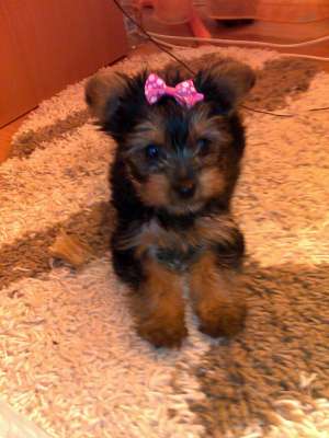 VANZARE YORKSHIRE TERRIER TOY