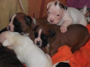 vand pui boxer cu pedigree