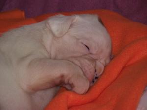 vand pui boxer cu pedigree