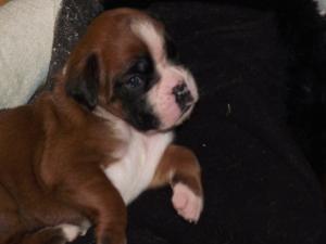 vand pui boxer cu pedigree
